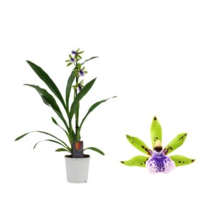 Zygopetalum Impasto Green Inca 1 spike 9cm
(13 Plants/Order)(9cmP 35cmH)