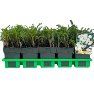 Achillea millefolium White Beauty' P11
(10 Plants/Order)(11cmP 25cmH)