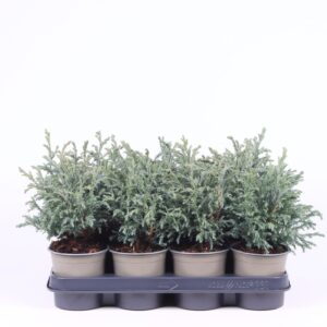 Chamaecyparis Baby Blue pisifera
(11 Plants/Order)(11cmP 15cmH)