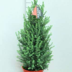 Picea glauca Conica Red Pot P24 H95 potgekweekt
(1 Plants/Order)(24cmP 95cmH)