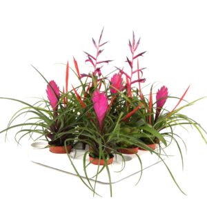 Tillandsia mixed
(20 Plants/Order)(5.5cmP 25cmH)