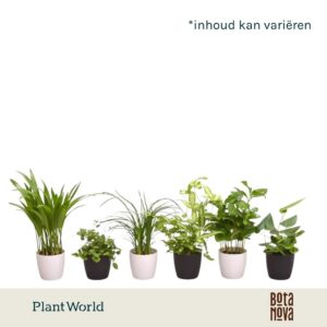 Indoor plants gem. green 4 Types Keen on Green mix Texas 7 cm in Sara Pot Black White
(16 Plants/Order)(7cmP 35cmH)
