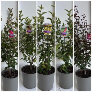 Malus mix (minimum order one layer)
(1 Plants/Order)(29cmP 100cmH)