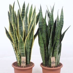 Sansevieria mix
(1 Plants/Order)(25cmP 85cmH)