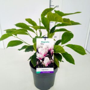 Magnolia Magnolia soul. 'Alba' 50-60C5
(1 Plants/Order)(22cmP 60cmH)
