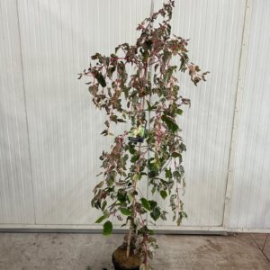 Acer conspicuum Red Flamingo Acer cons. 'Red Flamingo' --geveerd (1 Plants/Order)(29cmP 200cmH)