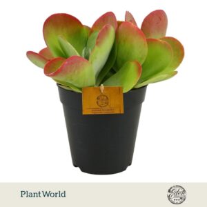 Kalanchoe thyrsiflora Kalanchoe thyrsiflora 15cm
(6 Plants/Order)(15cmP 25cmH)