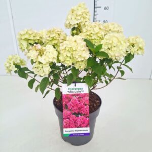 Hydrangea paniculata Hydrangea pan. 'Petite Cherry' 50-60C5
(1 Plants/Order)(22cmP 70cmH)