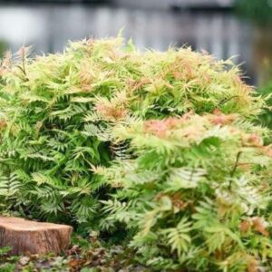 Sorbaia sorbifolia Sorbaria s. 'Magical Cherry on Top' 30-40C3
(1 Plants/Order)(19cmP 50cmH)
