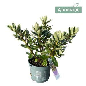 Hebe Katrina Hebe Addenda® Classica Katrina P12
(8 Plants/Order)(12cmP 30cmH)