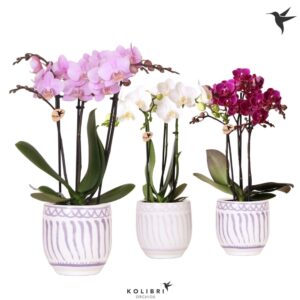 Phalaenopsis mixed mix 3 spike in Granada Pot lilac mix
(6 Plants/Order)(9cmP 40cmH)