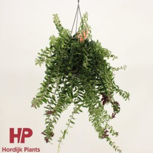 Aeschynanthus Twister Aeschynanthus Twister (7 Plants/Order)(15cmP 35cmH)