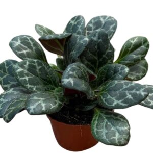 other plants Primulina Yungfuensis
(14 Plants/Order)(8cmP 12cmH)