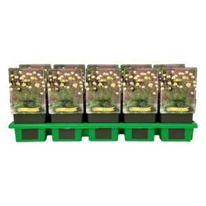 Trollius other New Moon' P11 
(10 Plants/Order)(11cmP 25cmH)
