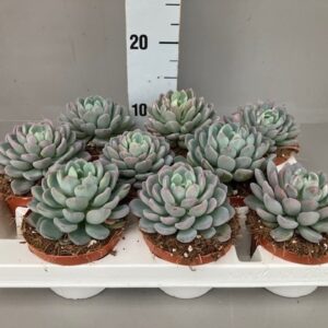 Echeveria Echeveria Scheideckeri
(12 Plants/Order)(11cmP 12cmH)