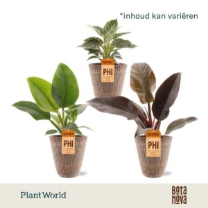 Philodendron Philodendron mix in Polystone Pot
(6 Plants/Order)(12cmP 30cmH)