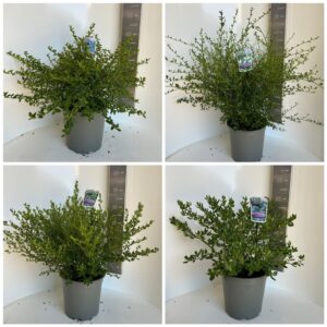 Ceanothus mix P29 (minimum order one layer)
(1 Plants/Order)(29cmP 60cmH)