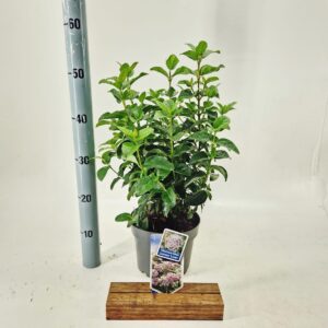 Viburnum tinus Lisarose ('Loren'PBR)
(1 Plants/Order)(19cmP 45cmH)