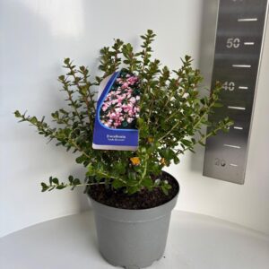 Escallonia Apple Blossom
(1 Plants/Order)(23cmP 45cmH)