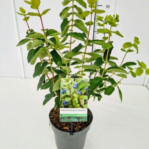 Lonicera xylosteoides Lonicera kam. 'Balalaika' PBR 40-50C5
(1 Plants/Order)(22cmP 50cmH)