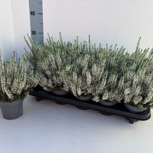 Calluna Beauty Ladies Vera
(10 Plants/Order)(10.5cmP 23cmH)