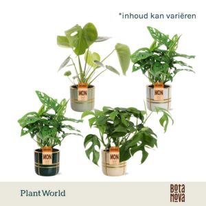 Monstera Monstera mix in Lauri Ceramics
(6 Plants/Order)(12cmP 50cmH)