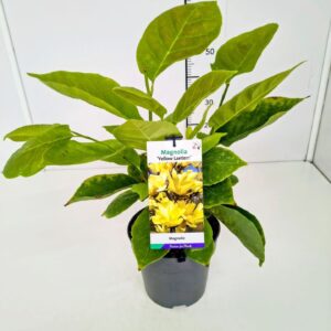 Magnolia Yellow Lantern Magnolia 'Yellow Lantern' 50-60C5
(1 Plants/Order)(22cmP 60cmH)
