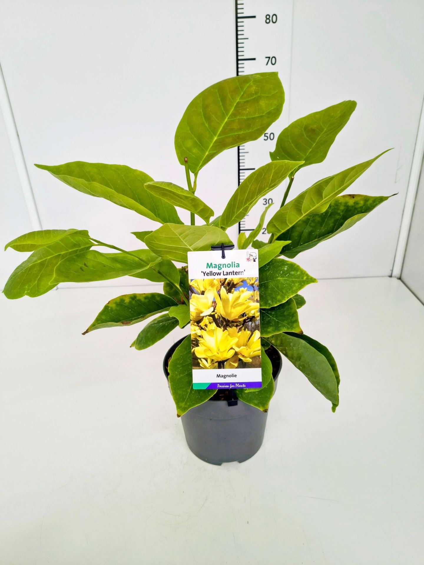 cbd42b41-6711-43e8-aed0-8f5f18c742bf.jpg