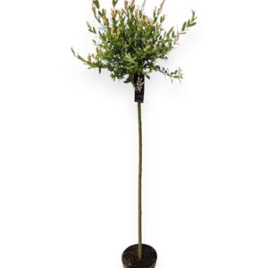 Salix integra Hakuro Nishiki 110cm stam C5/P23
(1 Plants/Order)(23cmP 165cmH)