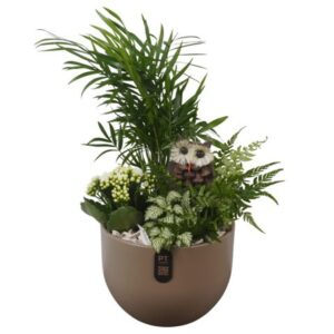 Indoor plants PTHI3251 Arrangement Autumn Indoor in Ceramics Pot
(3 Plants/Order)(19cmP 45cmH)