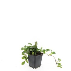 Ajuga reptans
(12 Plants/Order)(9cmP 10cmH)