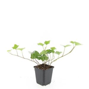 Hedera hibernica
(12 Plants/Order)(9cmP 5cmH)