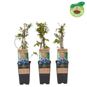 Vaccinium corymbosum Northland', P15
(10 Plants/Order)(15cmP 40cmH)
