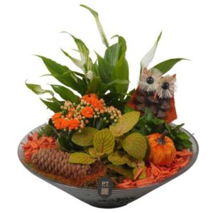 Arrangement kamer PTHG8262 Arrangement Autumn Glass in Glas schaal
(2 Plants/Order)(26cmP 26cmH)