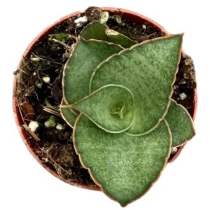 Sansevieria other Tower Gray
(20 Plants/Order)(6cmP 5cmH)
