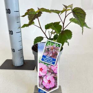 Hibiscus Carousel Pink Candy ('Tahi12'PBR)
(1 Plants/Order)(17cmP 30cmH)