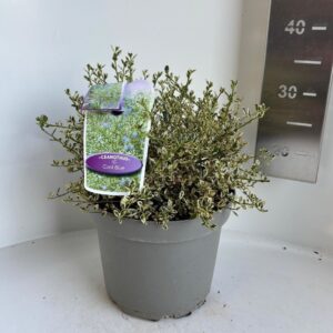 Ceanothus impressus Cool Blue ('Huico02'PBR)
(1 Plants/Order)(23cmP 30cmH)