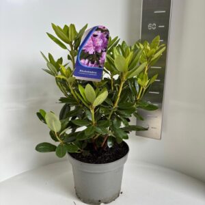 Rhododendr Catawbiense Grandiflorum  
(1 Plants/Order)(23cmP 55cmH)