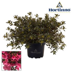 Rhododendron (Simsii Grp) Hortinno Garden Cascadula Bright Fuchsia green 30 40 cm
(3 Plants/Order)(19cmP 40cmH)