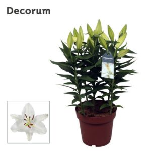 Lilium Oxygen OR 19cm
(5 Plants/Order)(19cmP 50cmH)