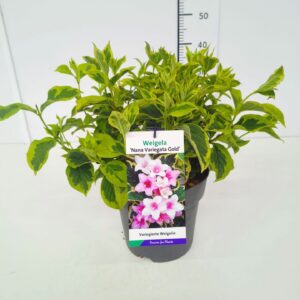 Weigela other Weigela 'Nana Variegata Gold' 40-50C5
(1 Plants/Order)(23cmP 60cmH)