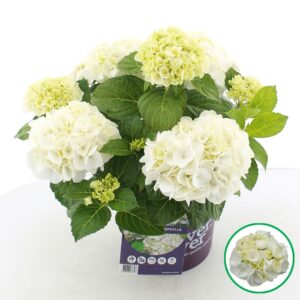 Hydrangea macrophylla other Forever Ever® white C5 (23cm.) Kn.
(1 Plants/Order)(23cmP 45cmH)