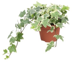 Hedera Tonny helix
(8 Plants/Order)(13cmP 30cmH)