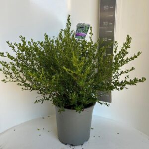 Ceanothus thyrsiflorus var. repens Victoria'
(1 Plants/Order)(29cmP 60cmH)
