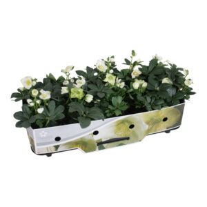 Helleborus niger Christmas Carol 12cm met kraag
(10 Plants/Order)(12cmP 20cmH)
