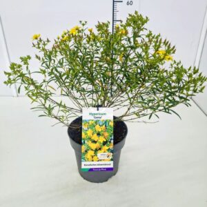 Hypericum kalmianum Gemo 30-40C5
(1 Plants/Order)(23cmP 50cmH)