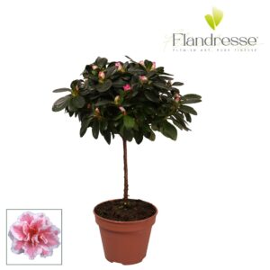 Rhododendron Hulsten Azalea Flandresse® stam 'bont' 20 22 cm
(8 Plants/Order)(13cmP 45cmH)