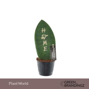 Sansevieria other Green Brandingz Home
(11 Plants/Order)(10.5cmP 35cmH)