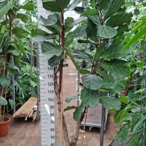 Ficus lyrata busch 250
(1 Plants/Order)(30cmP 250cmH)