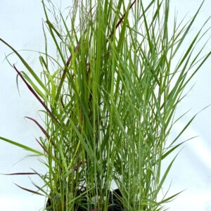 Panicum virgatum Panicum mix V2
(6 Plants/Order)(17cmP 20cmH)